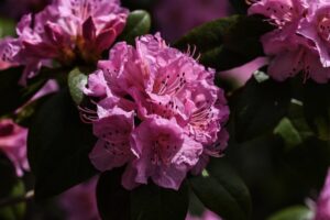 pink flower with many petals