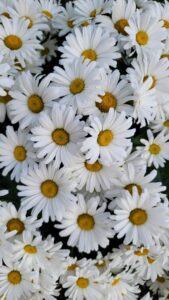 White daisies with yellow centers