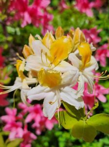 yellow and white iris, with pink background