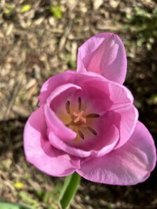 Photo of pink tulip