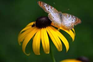 yellow daisy and butterfly