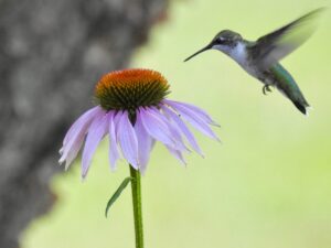 Purple coneflower with hummingbird