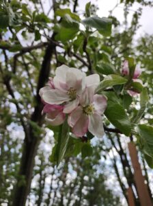 Pink and white magnolia