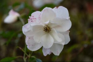 White flower with wide petals