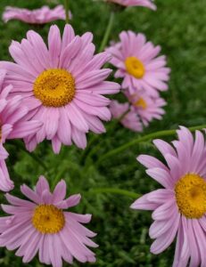 Pink daisies with yellow centers