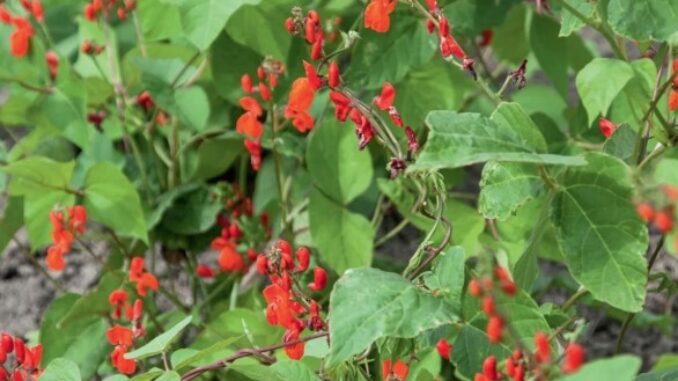 Bean, Scarlet Emperor