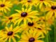 Black-Eyed Susan, [OUT OF STOCK]