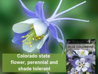 Blue Columbine