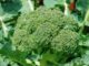 Broccoli, Green Sprouting