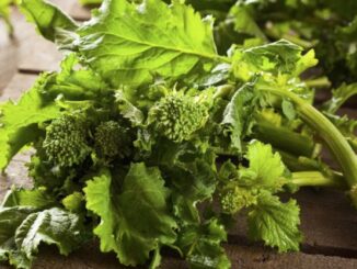 Broccoli Raab, Spring Rapini