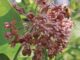 Butterfly Flower, Common Milkweed