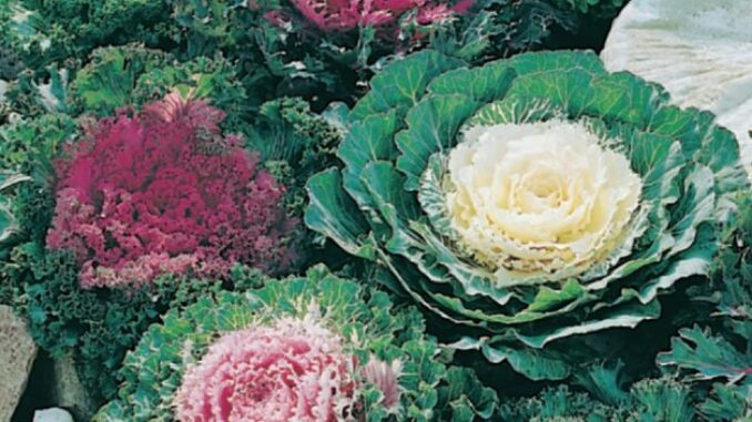 Cabbage, Ornamental