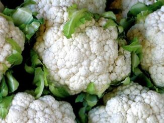 Cauliflower, Snowball