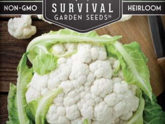 Cauliflower, Snowball