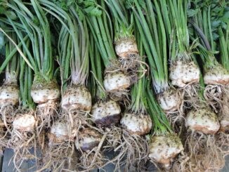 Celeriac, Monstorpolgi