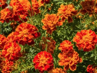 Flower, French Marigold