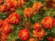 Flower, French Marigold