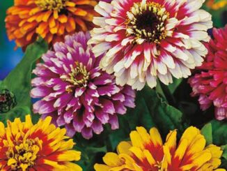 Flower, Whirlygig Mix Zinnia