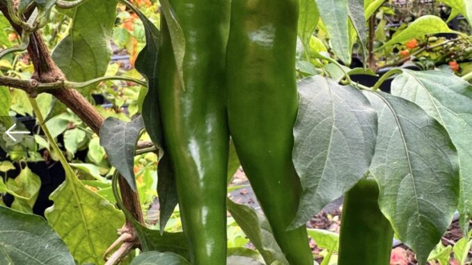 Green Chile, Dynamite