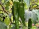 Green Chile, Dynamite