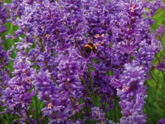 Lavender, Munstead