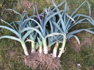 Leek, Blue Solaise