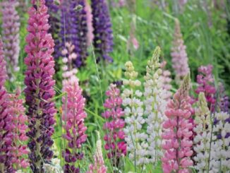 Lupine, Russel Strain Mixture