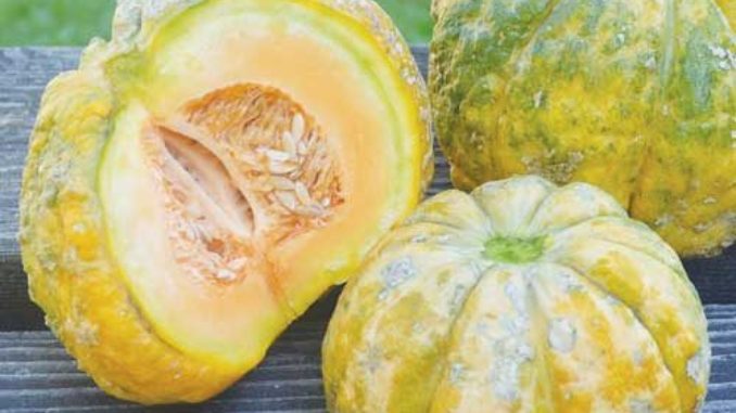 thumbnail image 2 of Melon, Prescott Fond Blanc | A.P. WHALEY, LLC 2 of 14