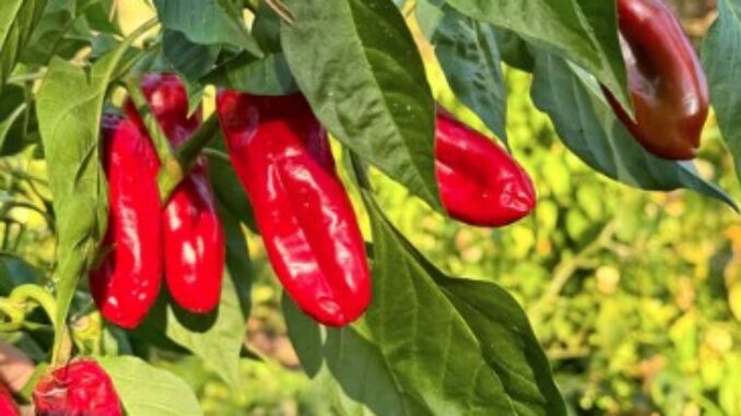 Paprika, NuMex R. Naky