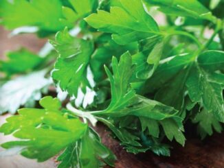 Parsley, Flat Leaf