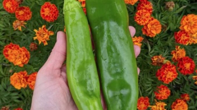 Pepper, Big Jim Legacy