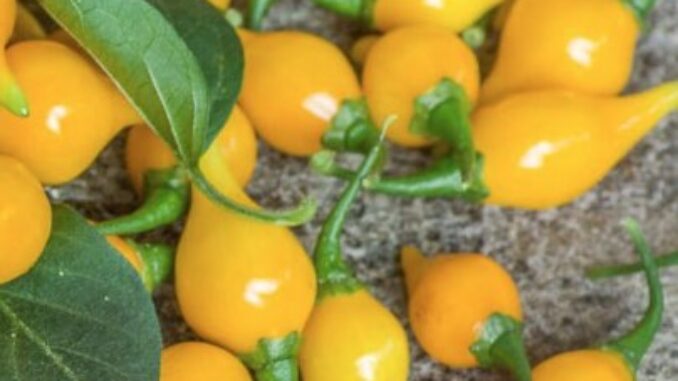 Pepper, Biquinho Yellow
