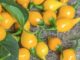 Pepper, Biquinho Yellow