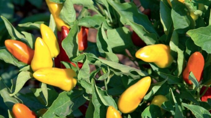 Pepper, Fresno Chili
