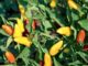 Pepper, Fresno Chili