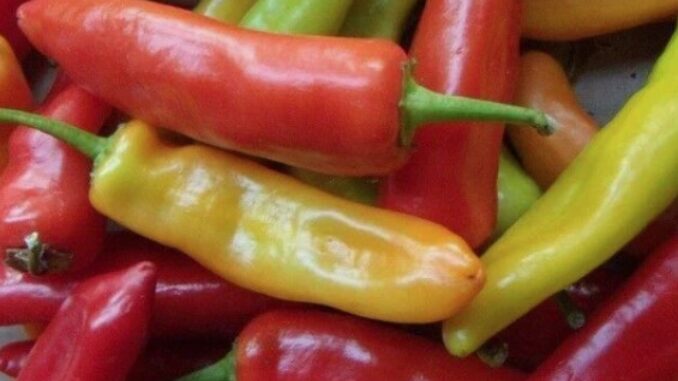 Pepper, Hot Hungarian Wax