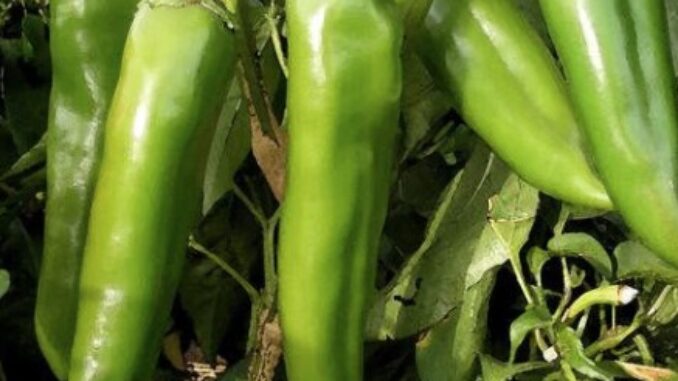 Pepper, Sandia Select NuMex
