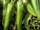 Pepper, Sandia Select NuMex