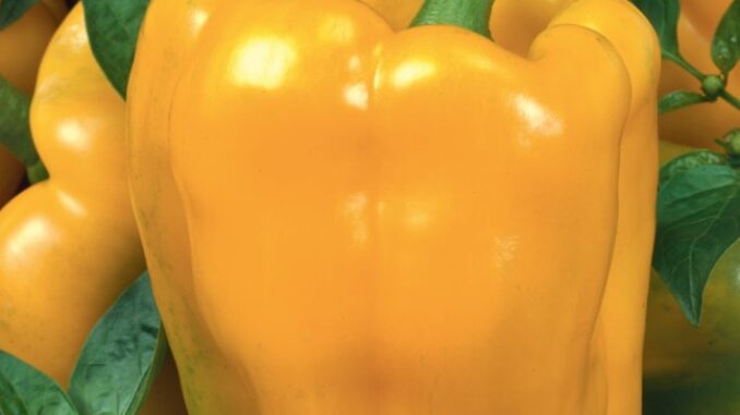 Pepper, Sunbright Golden Bell