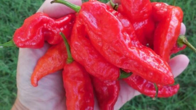 Pepper, Tombstone Ghost