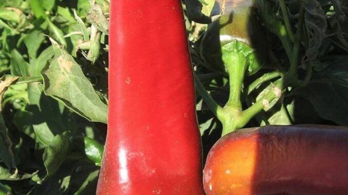 Pueblo Chile, Mosco Mirasol