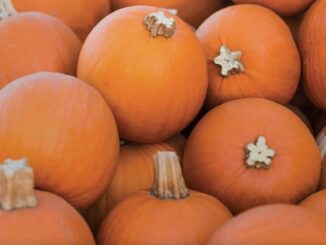 Pumpkin, Small Sugar