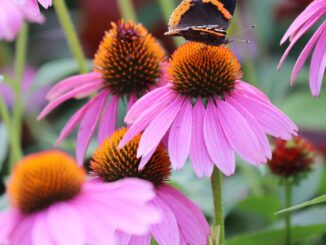 Purple Coneflower