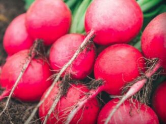 Raddish, Cherry Belle