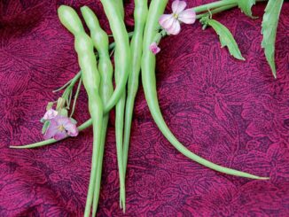 Radish, Rat-Tailed