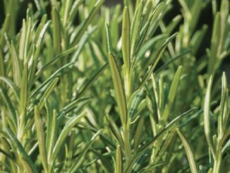 Rosemary, Rosmarino