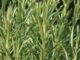 Rosemary, Rosmarino
