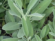 Sage, Broad Leaf [OUT OF STOCK]