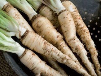 Salsify, Mammoth Sandwich Island