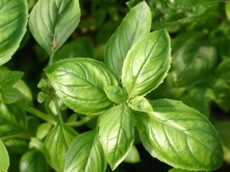 Basil, Genovese